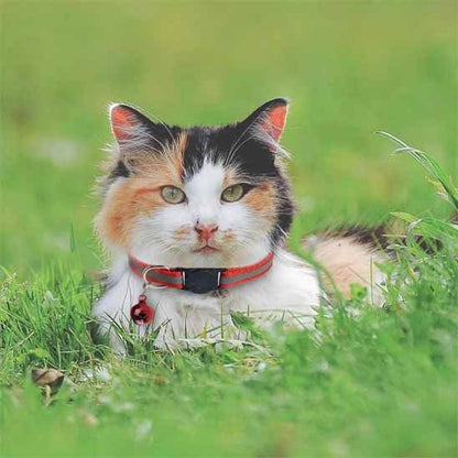 Chat tricolore allongé dans l'herbe avec un collier pour chat rouge et clochette