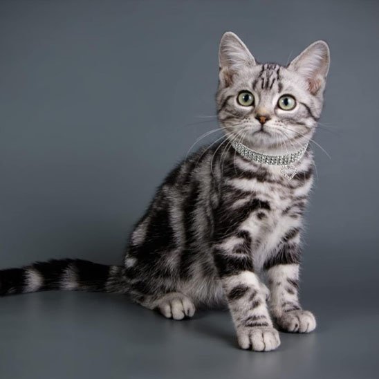 Chaton American Shorthair tigré avec collier pour chat strass élégant fond gris