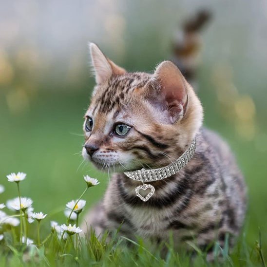 Chaton Bengal avec collier pour chat strass cristaux pendentif coeur dans herbe fleurs