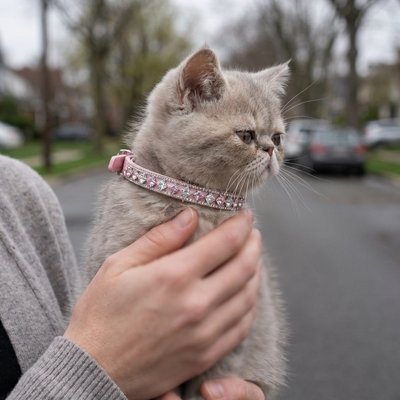 Chaton gris avec collier chat rose strass cristaux tenu par une femme en extérieur