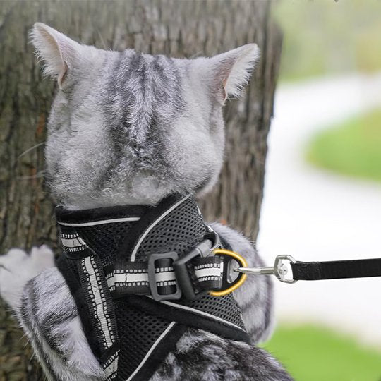 Chaton gris britannique en harnais noir respirant anti-évasion pour promenade sécurisée