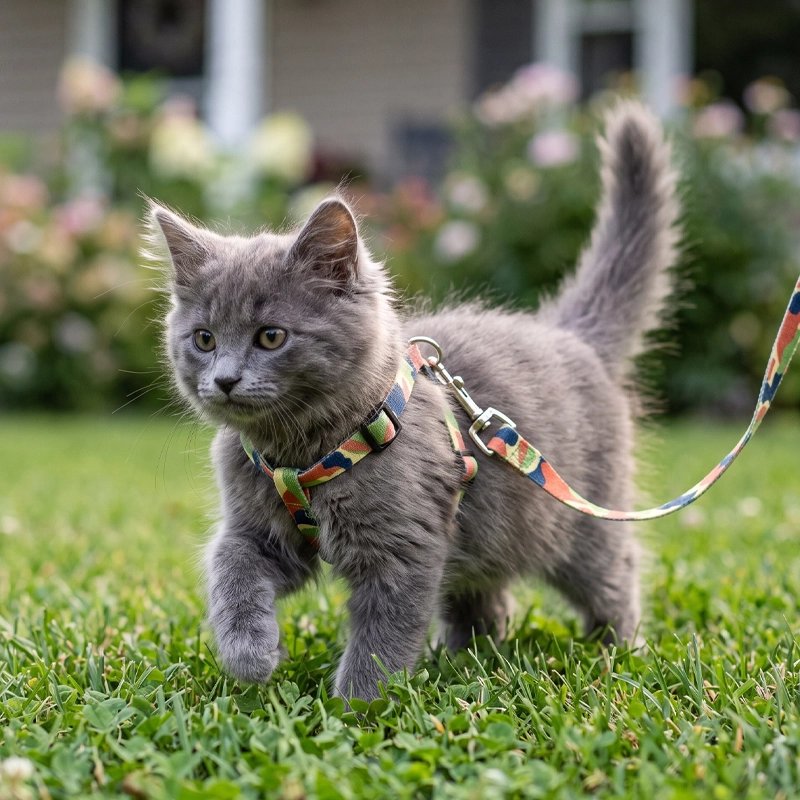 Chaton gris marchant dans l'herbe avec un harnais et une laisse à motif multicolore