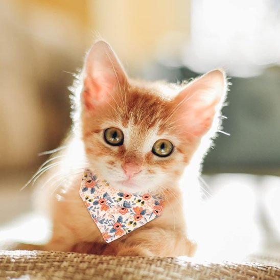 Chaton roux portant un collier bandana fleuri motifs roses et bleus sur fond lumineux naturel