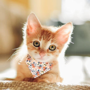 Chaton roux portant un collier bandana fleuri motifs roses et bleus sur fond lumineux naturel