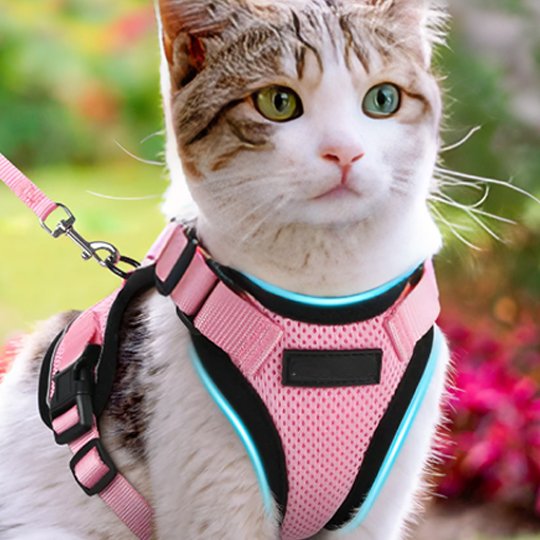 Chaton tigré blanc équipé d'un harnais rose confortable adapté aux petites tailles