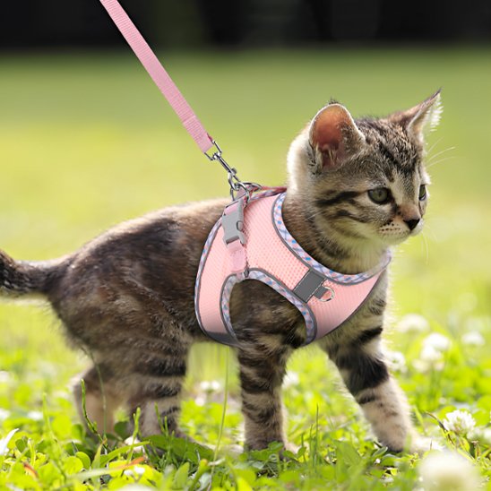 Chaton tigré équipé d'un harnais rose confortable adapté aux petites tailles