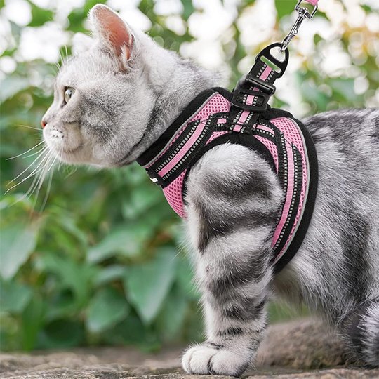 Chaton tigré gris avec harnais rose réglable et laisse pour première sortie extérieure