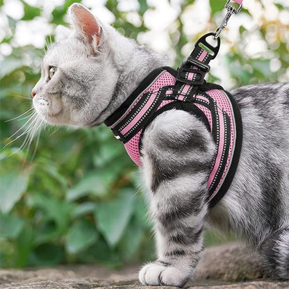 Chaton tigré gris avec harnais rose réglable et laisse pour première sortie extérieure