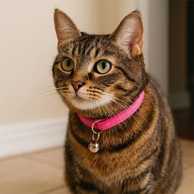 Collier chat anti étranglement rose avec clochette