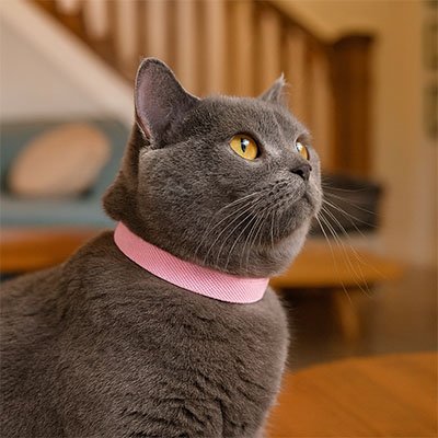 Collier chat anti-étranglement FelixSafe gris