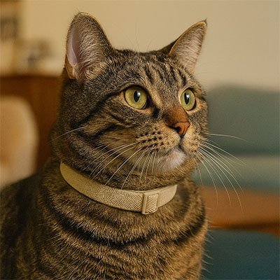 Mécanisme sécurité collier chat anti-étranglement
