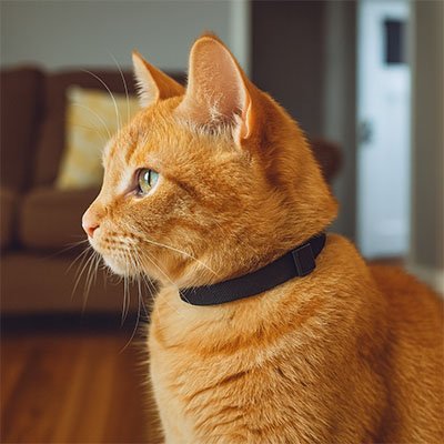  Chat roux avec collier anti-étranglement FelixSafe
