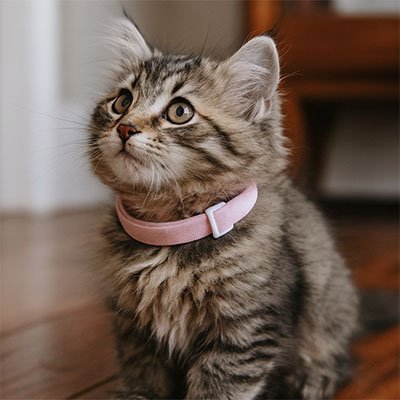 Chat roux avec collier anti-étranglement extérieur