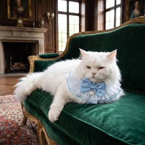 Collier chat collerette bleue avec nœud et perle, chat blanc Persan sur canapé vert velours