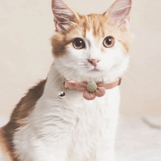 Collier chat fleur marron avec clochette