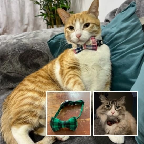 Collier chat nœud papillon carreaux multicolore rouge vert rose porté par chat roux