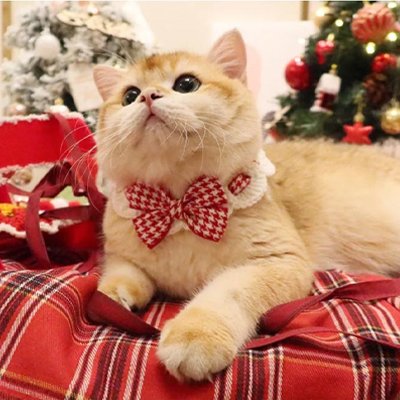 Collier Chat nœud papillon festif rouge 