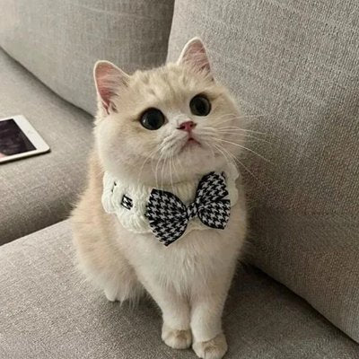 Collier Chat nœud papillon noir et blanc