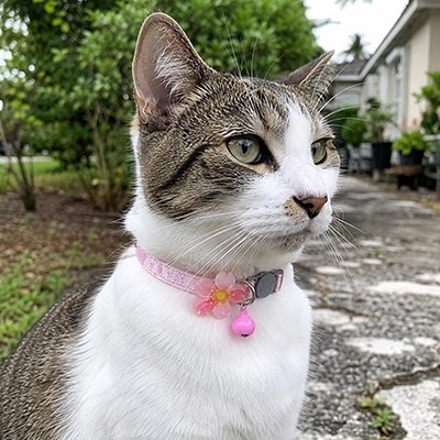 Collier chat premium rose sakura - accessoire élégant avec fleur et clochette