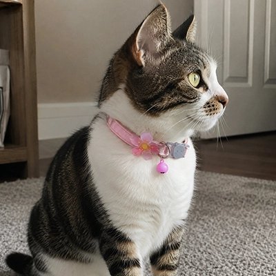 Collier chat rose à motif sakura avec clochette - sécurité breakaway