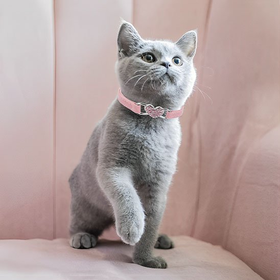 Collier chat rose avec pendentif double cœur strass - British Shorthair gris