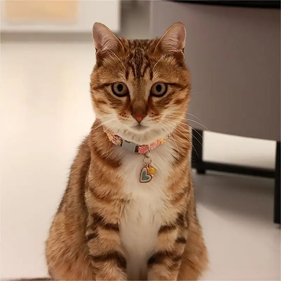 Collier chat rose pendentif cœur arc-en-ciel