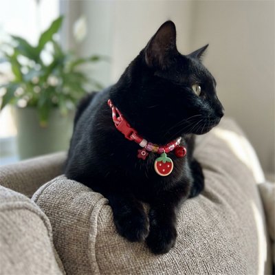 Collier chat rouge avec clochette - Chat noir portant un collier pour chat sécurisé