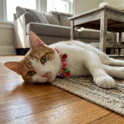 Collier chat rouge avec médaille cœur - Chat bicolore avec collier pour chat ajustable