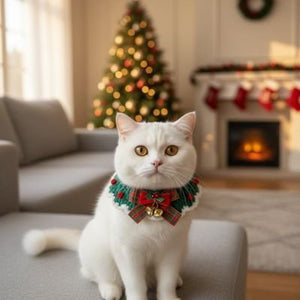 Chat blanc avec collier de Noël festif