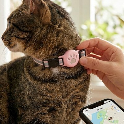 Collier GPS chat avec tracker rose installé sur chat tigré - localisation en temps réel sur smartphone