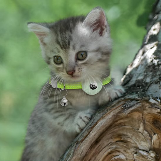 Chaton gris tigré avec collier pour chat GPS vert menthe et grelot 