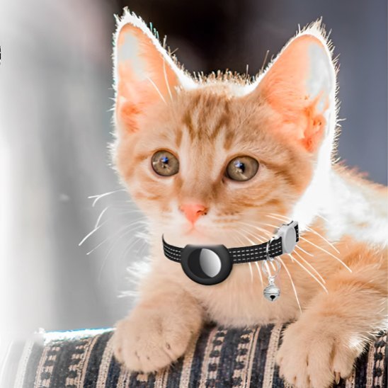 Chaton roux avec collier pour chat GPS noir et médaille