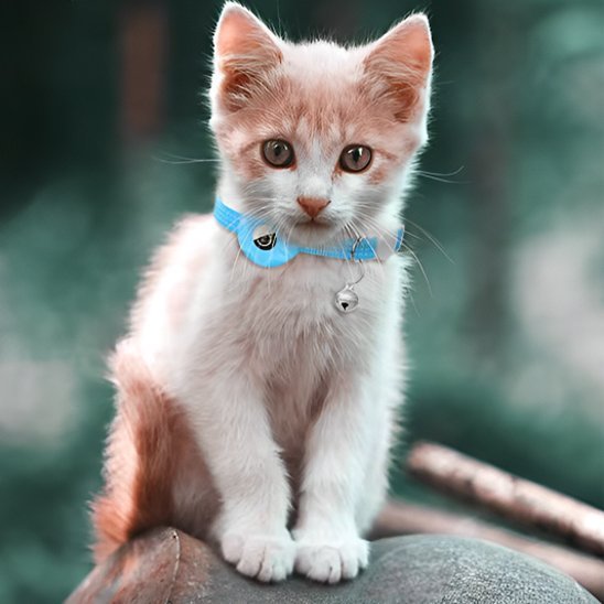 Chaton tigré portant un collier pour chat GPS bleu avec grelot