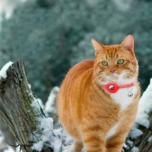 Chat roux dans la neige portant un collier pour chat GPS rouge