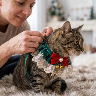 Collier pour chat ajusté sur un chat tigré