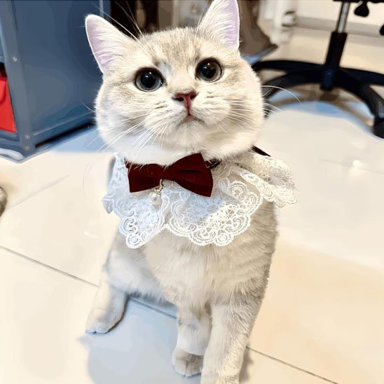 Collier pour chat col dentelle nœud bordeaux clochette