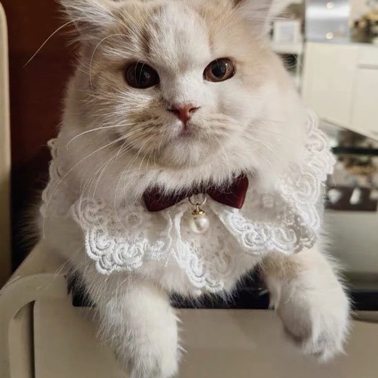 Collier pour chat col dentelle nœud bordeaux perle blanc