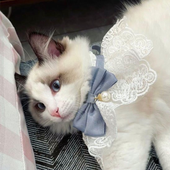 Collier pour chat col dentelle nœud gris perle élégant