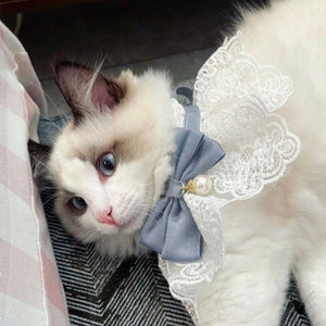 Collier pour chat col dentelle nœud gris perle élégant