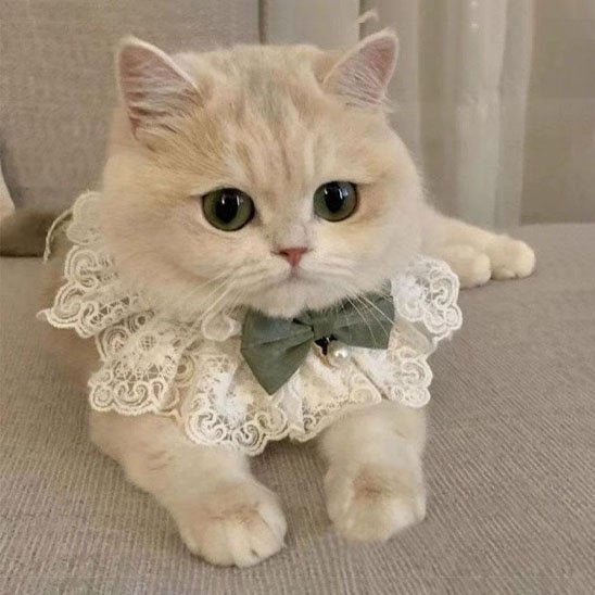 Collier pour chat col dentelle nœud vert sauge clochette
