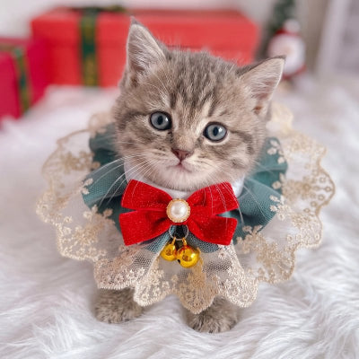 Collier pour chat en tulle et perle porté par un chaton tigré