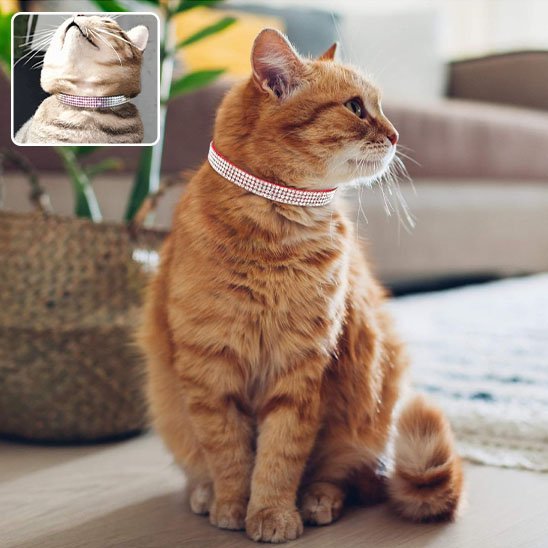 Collier pour chat strass blanc pour chat roux