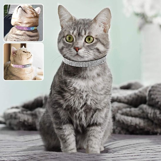 Collier pour chat strass chat gris tabby