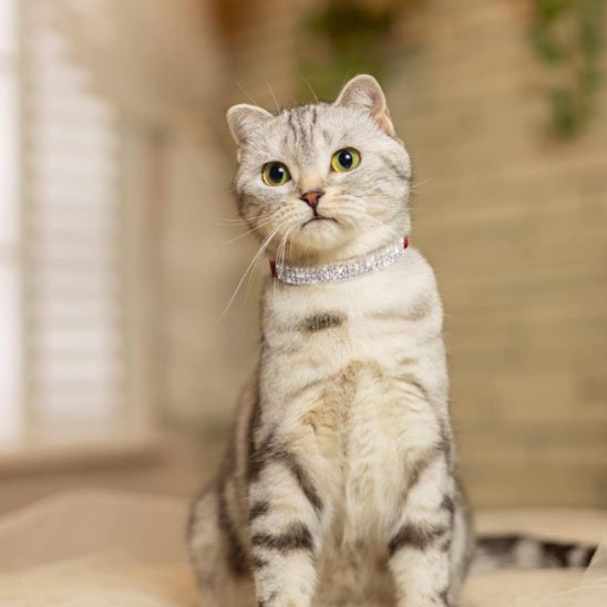 Collier pour chat strass chat Scottish Fold blanc