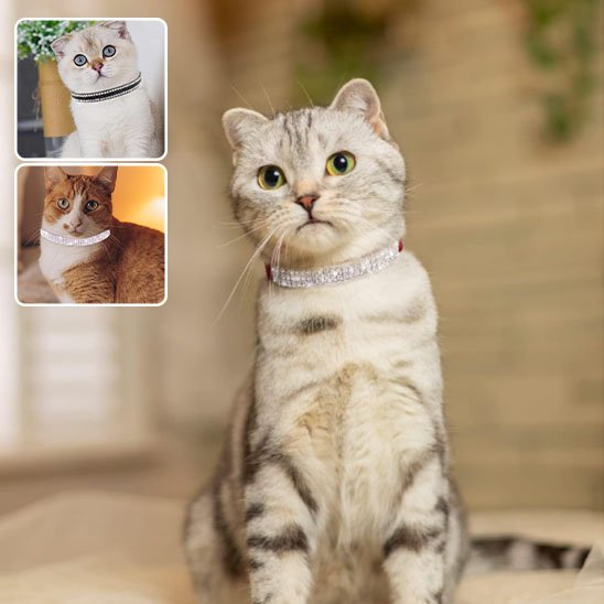 Collier pour chat strass chat Scottish Fold