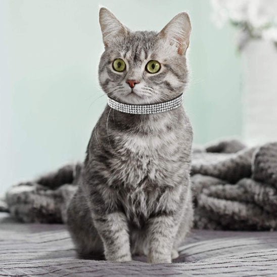 Collier pour chat strass large pour chat gris