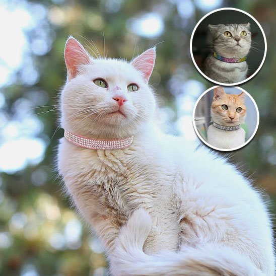 Collier pour chat strass rose pour chat blanc