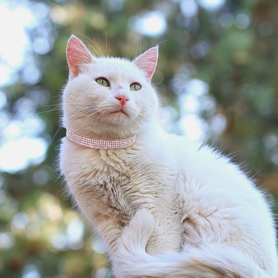 Collier pour chat strass rose