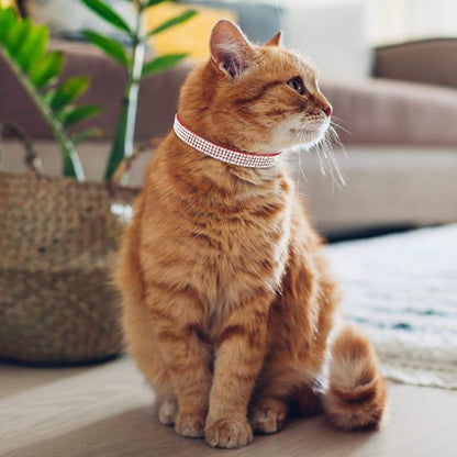 Collier pour chat strass rouge pour chat roux