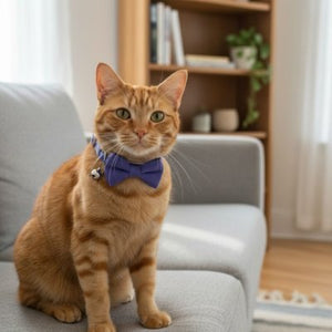 Collier pour chat élégant 